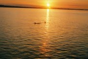 Flippers/Sunset Dolphin Cruise